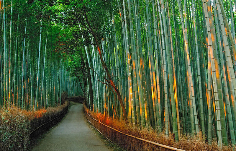 Discover the Enchanting Sagano Bamboo Grove: A Lush Maze in the Heart of Kyoto