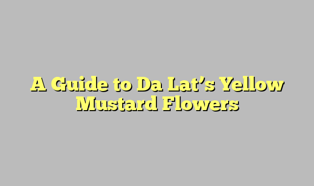 A Guide to Da Lat’s Yellow Mustard Flowers